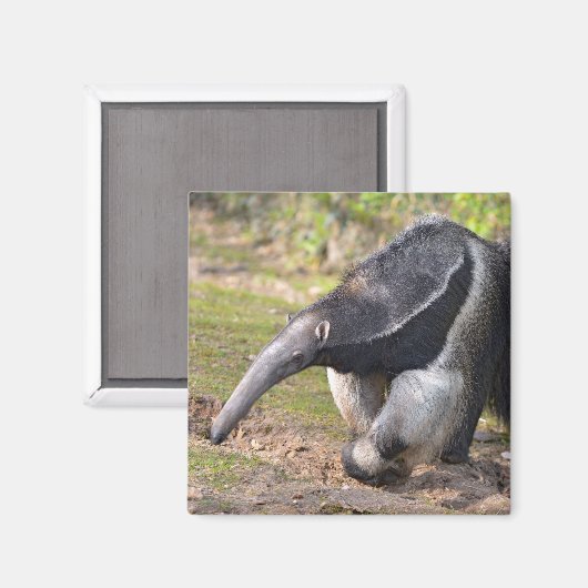 Aimant Anteater géant marchant sur l'herbe (Recto/Verso)