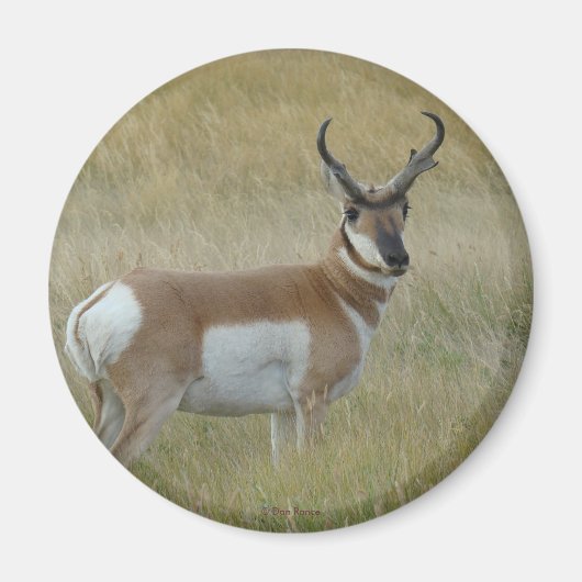 Aimant Antilope d'Amérique A1 (Devant)