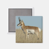 Aimant Antilope d'Amérique A46 (Recto/Verso)