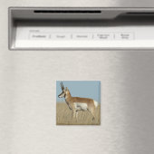 Aimant Antilope d'Amérique A46 (In Situ (Lave-vaisselle))