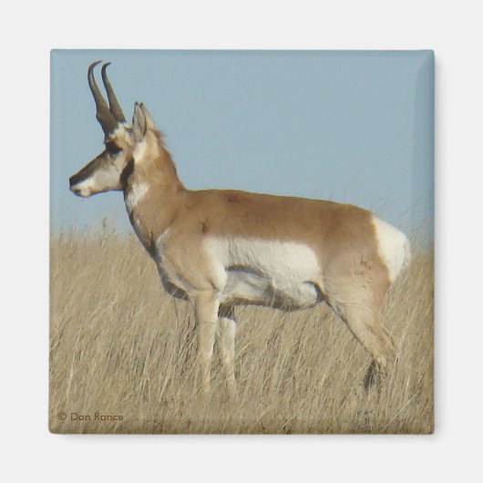 Aimant Antilope d'Amérique A46 (Devant)