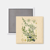 Aimant Antique Blackthorn Botanique Imprimé Fleur Berry (Recto/Verso)