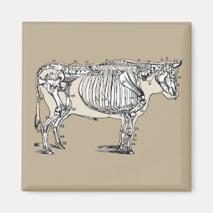 Aimant Antique Cow Skeleton Bones