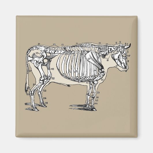 Aimant Antique Cow Skeleton Bones (Devant)