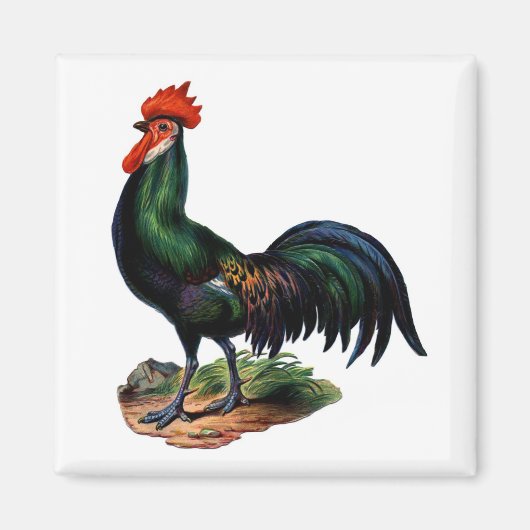 Aimant Antique Green Feathers Rooster (Devant)