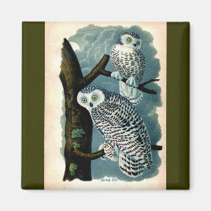 Aimant Antique Histoire naturelle Chouette des neiges Imp