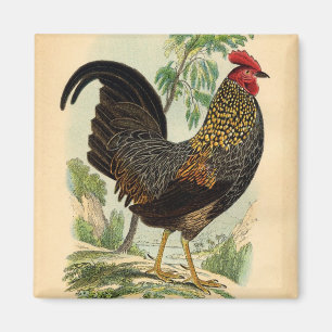 Aimant Antique Pour Imprimer Le Cockerel Au Rooster Vinta