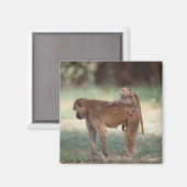 Aimant Anubis Baboon (Recto/Verso)