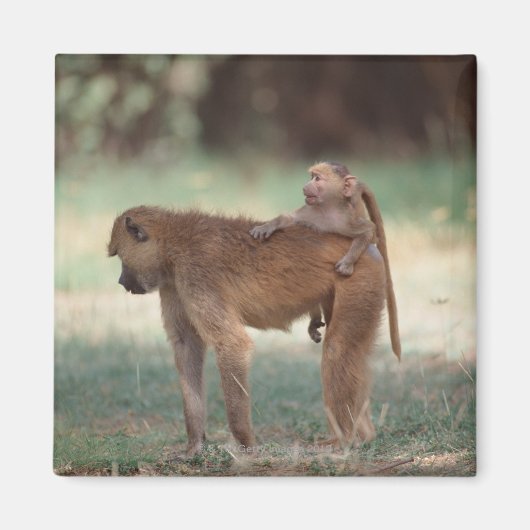 Aimant Anubis Baboon (Devant)