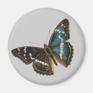 Aimant Apatura iris