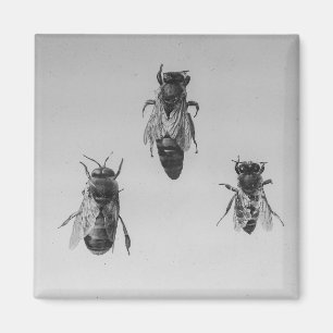 Aimant Apiarist de conservation d'abeille de travailleur