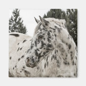 Aimant Appaloosa Horse (Devant)