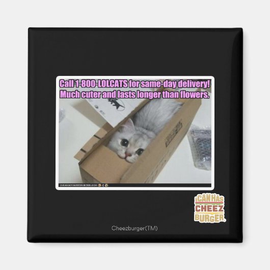 Aimant Appelez 1-800-LOLCATS (Devant)