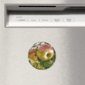Aimant Apple (In Situ (Lave-vaisselle))