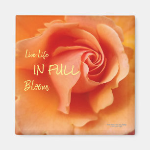 Aimant Apricot Peach Rose Flower Close Up