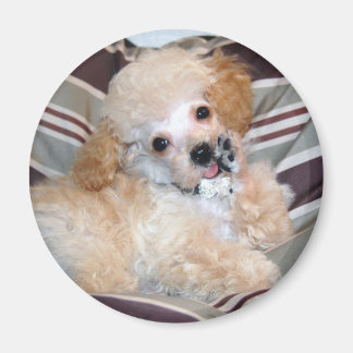 Aimant Apricot Poodle Chiot parler agitant