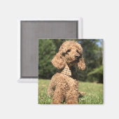 Aimant Apricot Poodle personnalisable (Recto/Verso)