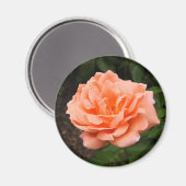 Aimant Apricot Rose (Recto/Verso)