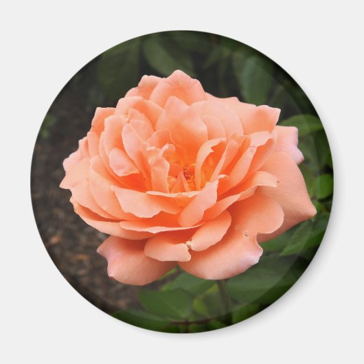 Aimant Apricot Rose (Devant)