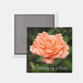 Aimant Apricot Rose (Recto/Verso)