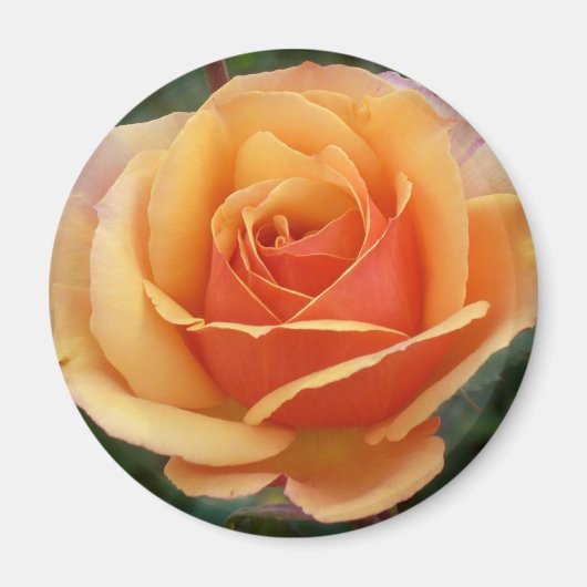 Aimant Apricot Rose (Devant)