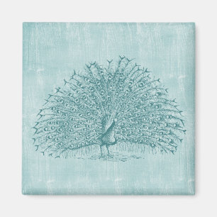 Aimant Aqua Peacock