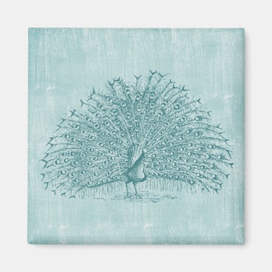 Aimant Aqua Peacock (Devant)