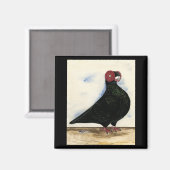 Aimant Aquarelle Barb Pigeon (Recto/Verso)