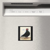 Aimant Aquarelle Barb Pigeon (In Situ (Lave-vaisselle))