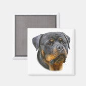 Aimant Aquarelle Rottweiler (Recto/Verso)