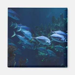 Aimant Aquarium cool Poisson Eau sombre