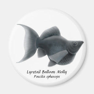 Aimant Aquarium populaire de ballon de Lyretail