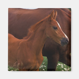Aimant Arabian Horse Near Mother