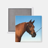 Aimant Arabian Show Horse (Recto/Verso)