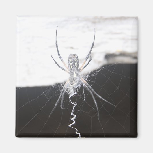 Aimant Araignée (Devant)