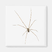 Aimant Araignée (Devant)