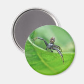 Aimant Araignée de crabe sur les éléments de coordination (Recto/Verso)