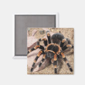 Aimant Araignée de Tarantula au genou rouge mexicain (Recto/Verso)