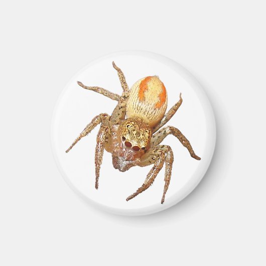 Aimant Araignée sauteuse dimorphe (Maevia inclemens) (Devant)