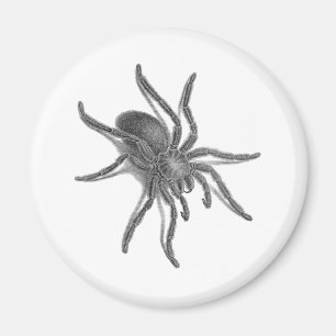 Aimant Aranea Avicularia, araignée cubaine noire