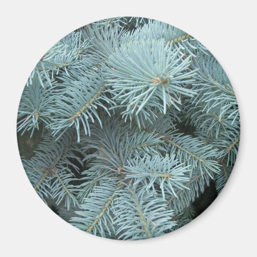 Aimant Arbre à feuillage persistant d'épinette bleue (Devant)