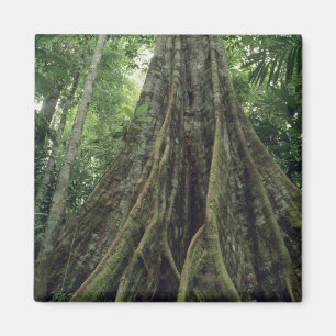 Aimant Arbre contreforté en forêt tropicale, Corcovado
