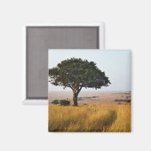 Aimant Arbre d'acacia isolé dans les plaines herbeuses, M (Recto/Verso)