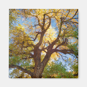 Aimant Arbre de Cottonwood Parc national de Capitol Ree
