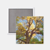 Aimant Arbre de Cottonwood | Parc national du récif du Ca (Recto/Verso)