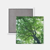 Aimant Arbre de hêtre (Recto/Verso)