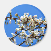 Aimant Arbre de printemps blanc fleuri blanc (Devant)