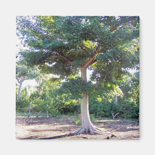 Aimant Arbre de Sagesse-aimant (Devant)