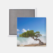 Aimant Arbre Divi Divi, Plage Eagle, Aruba, Caraïbes (Recto/Verso)
