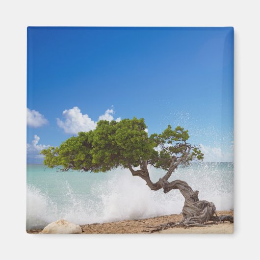 Aimant Arbre Divi Divi, Plage Eagle, Aruba, Caraïbes (Devant)